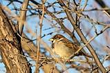 House Sparrow BdA Dec 2022